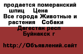 продается померанский шпиц  › Цена ­ 35 000 - Все города Животные и растения » Собаки   . Дагестан респ.,Буйнакск г.